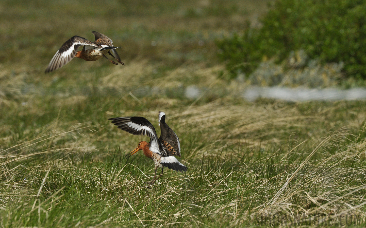 Limosa limosa islandica [550 mm, 1/1600 Sek. bei f / 16, ISO 1600]